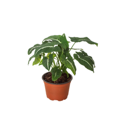 Syngonium wendlanii 'Black Velvet' live houseplant