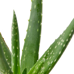 Aloe Vera - photo 2