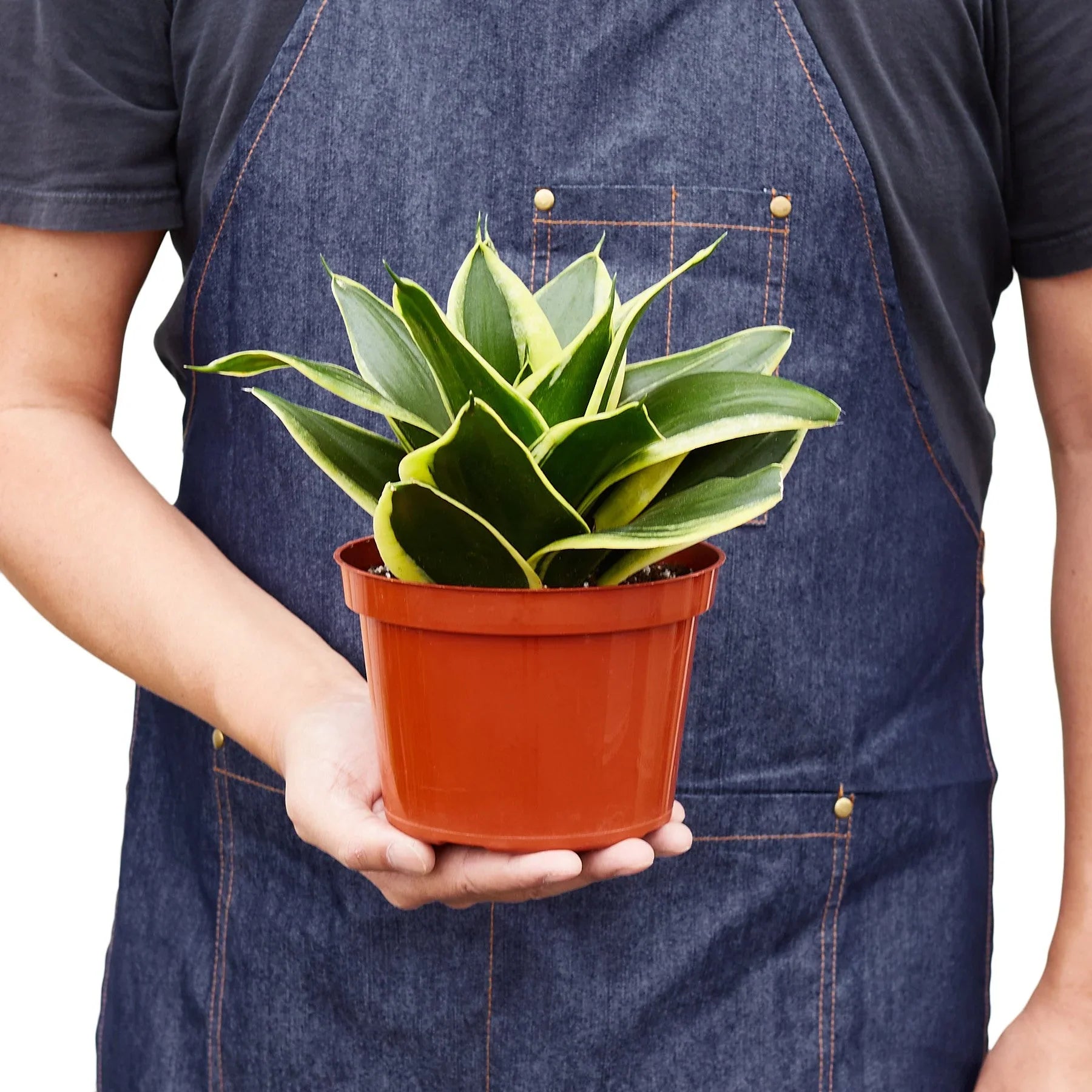 Snake Plant Black Gold - photo 5