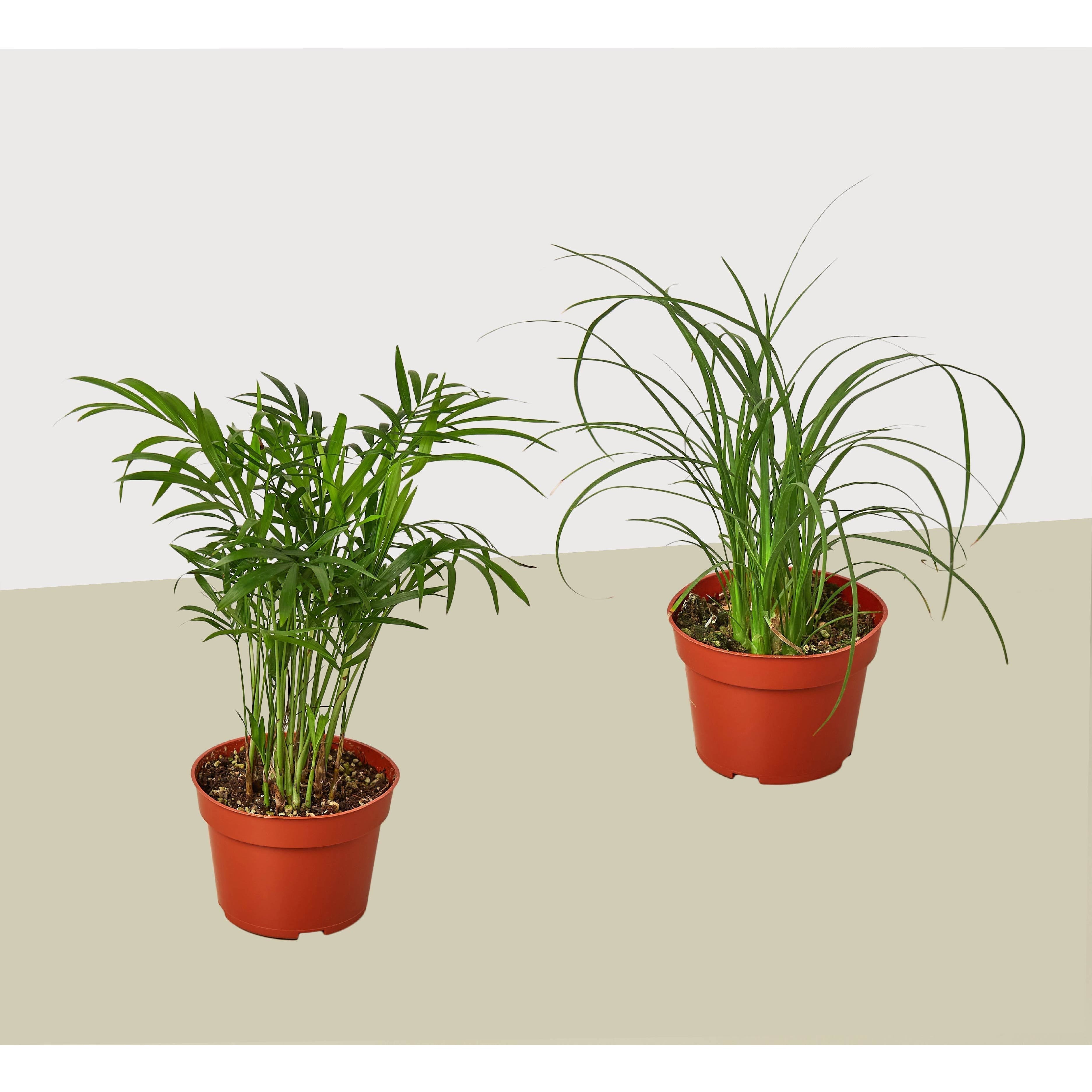 2 Palm Variety Pack - photo 2
