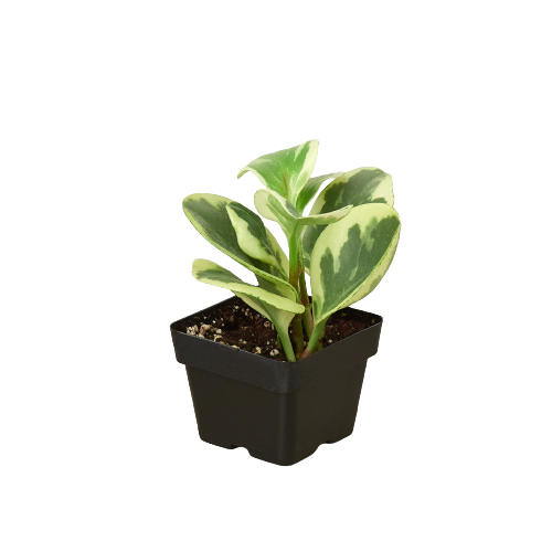 Peperomia 'Marble' - photo 5