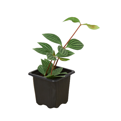Peperomia 'Parallel' - photo 3