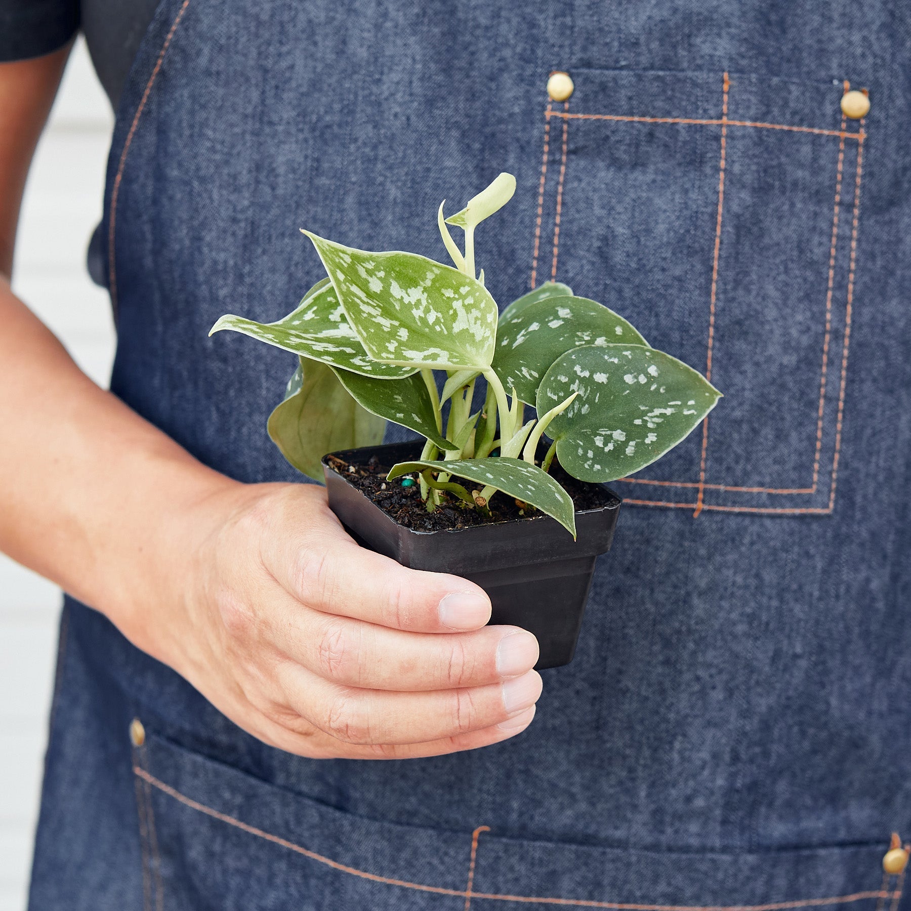 Pothos 'Satin' - photo 6