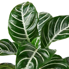 Zebra 'Aphelandra' - photo 2