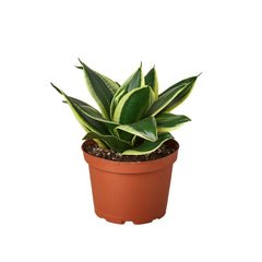 Snake Plant Black Gold - photo 4