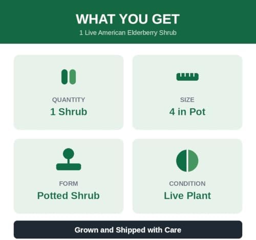 American Elderberry Live Plant in 4 in Pot - Sambucus Canadensis, Edible | Ships as a live starter shrub in a 4 in pot. Fast-growing native that yields edible dark-purple berries. Hardy zones 4-9.