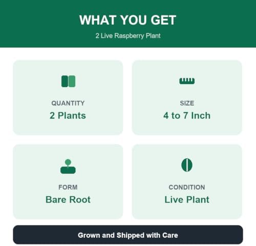 Set of 2 Raspberry Glencoe Thornless Live Plants, Sweet Berry Cane Fruit Plant, USDA Zones 4 to 8, Full Sun