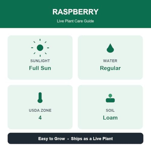 Set of 2 Raspberry Glencoe Thornless Live Plants, Sweet Berry Cane Fruit Plant, USDA Zones 4 to 8, Full Sun