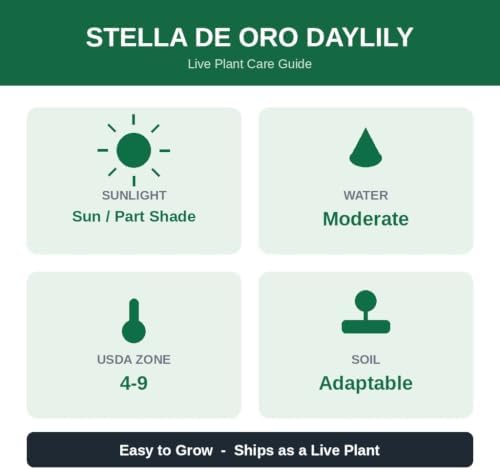10 Stella de Oro Daylily Bare Root Fans - Reblooming Golden Yellow | Ships as 10 bare-root fans, no pot. Compact reblooming daylily with golden blooms, 12-24 in. Hardy in USDA zones 4-9.