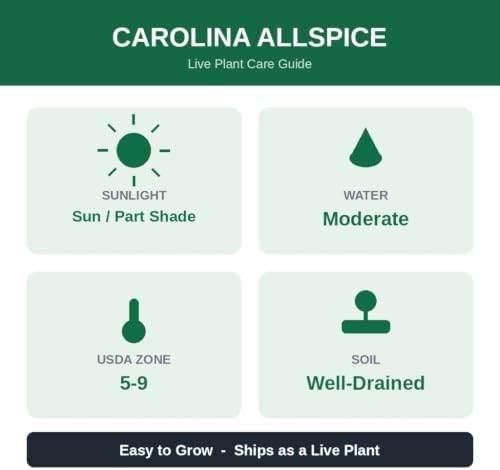 Carolina Allspice Sweetshrub Live Plant in Quart Pot, 6-18 in | Ships as a live plant in a quart pot, about 6-18 in tall. Fragrant dark-red blooms. Native shrub, hardy in USDA zones 5-9.