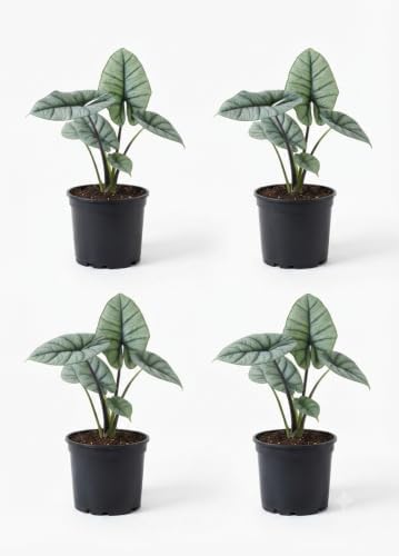 Alocasia Platinum Live Starter Plant, 4-8 Inches | Silvery-Blue Metallic Sheen Leaves, USDA Zones 10 to 11, Partial Shade, No Pot