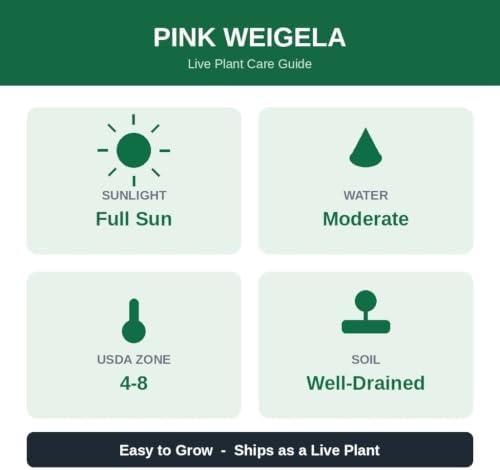 Pink Weigela Live Plant in 4 in Pot - Flowering Shrub, Hardy Zones 4-8 | Ships as a live starter plant in a 4 in pot. Old-fashioned shrub with pink spring flowers loved by hummingbirds. Zones 4-8.