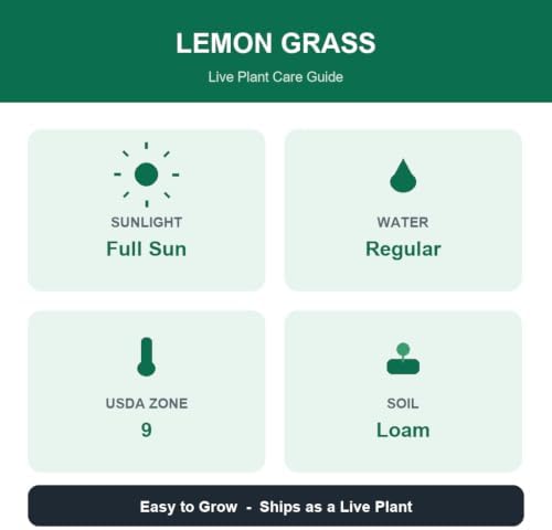 Set of 8 Lemon Grass Live Plants, 4-8 inches | Lemongrass Culinary and Mosquito Repelling Herb, USDA Zones 9 to 11, Full Sun, No Pot