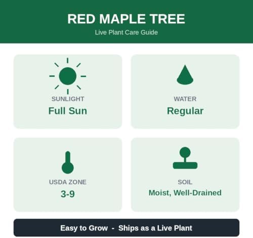 Red Maple Tree Live Plant in 4 in Pot, 12-16 in Tall - Acer rubrum | Ships as a live starter tree about 12-16 in tall in a 4 in nursery pot. Brilliant red fall color. Hardy in USDA zones 3-9.