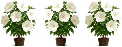 Set of 3 Hardy Hibiscus Luna Red Live Plants, Giant Dinner Plate Perennial Blooms, USDA Zones 4 to 9, Full Sun