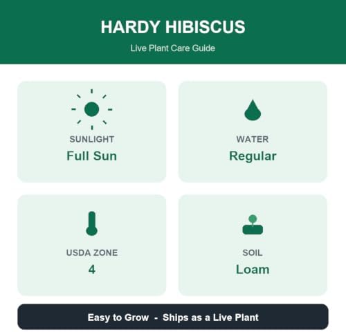 Set of 3 Hardy Hibiscus Luna Red Live Plants, Giant Dinner Plate Perennial Blooms, USDA Zones 4 to 9, Full Sun