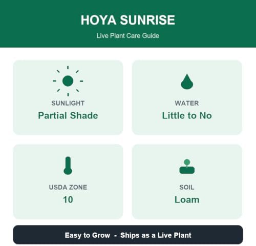 Hoya Sunrise Live Plants, 4-8 Inches Tall | Sun Stressed Wax Plant, Glossy Trailing Vine, USDA Zones 10 to 12, Partial Shade, No Pot