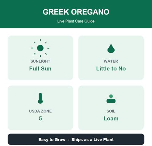 Set of 2 Greek Oregano Live Plants, Bold Flavor Culinary Herb, USDA Zones 5 to 11, Full Sun