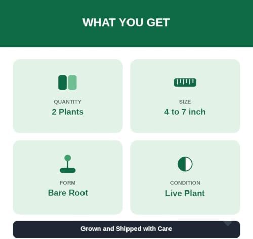 Set of 2 Lemon Grass Live Plants, Lemongrass Culinary and Mosquito Repelling Herb, USDA Zones 9 to 11, Full Sun