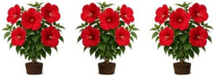 Set of 3 Hardy Hibiscus Luna Red Live Plants, Giant Dinner Plate Perennial Blooms, USDA Zones 4 to 9, Full Sun