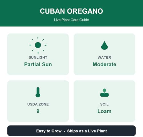 Pack of 2 Cuban Oregano Plants Live, 4 to 6 Inch | Plectranthus Mexican Mint Spanish Thyme Herb for Indoor and Outdoor Growing, Aromatic Culinary Plant, USDA Zones 10 to 11