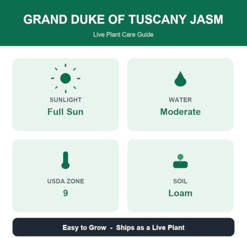 Set of 2 Grand Duke Jasmine Live Plants, Starter Plants, 4-8 Inches, No Pot | Fragrant Climbing Flowering Vine, USDA Zones 8 to 11, Full Sun