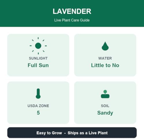 Assorted Lavender Live Plant, Fragrant Perennial Herb, Assorted Mix, USDA Zones 5 to 9, Full Sun