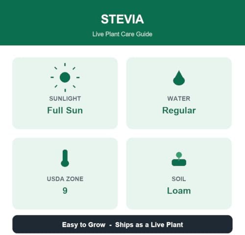 Set of 2 Stevia Live Plants, Natural Sweetener Herb, 4-8 Inches | Sugar Substitute, USDA Zones 9 to 11, Full Sun, No Pot