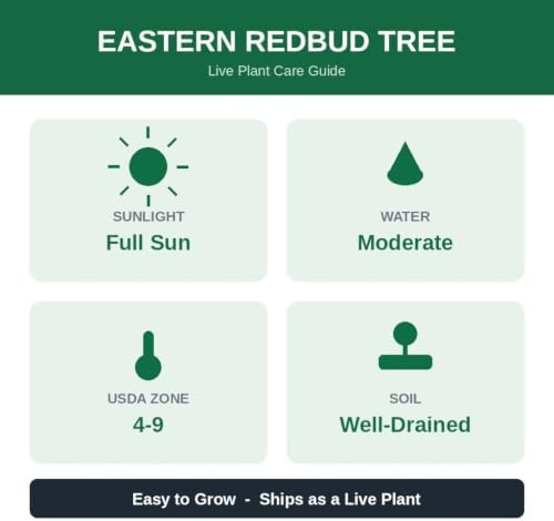 Eastern Redbud Tree Live Plant in 4 in Pot, 6-12 in - Cercis Canadensis | Ships as a live starter tree about 6-12 in tall in a 4 in pot. Rosy-pink spring blooms. Hardy in USDA zones 4-9.