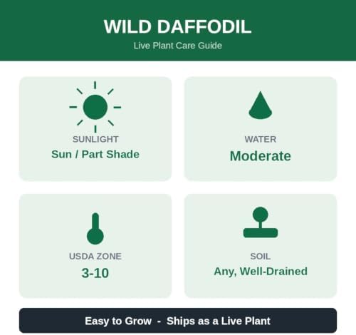 25 Wild Daffodil Bulbs - Narcissus pseudonarcissus, Yellow Spring Blooms | Ships as 25 dormant bulbs, no pot. Naturalizing wild daffodil, pale-yellow spring trumpets. Hardy USDA zones 3-10.