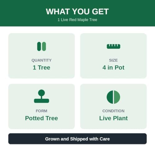 Red Maple Tree Live Plant in 4 in Pot, 12-16 in Tall - Acer rubrum | Ships as a live starter tree about 12-16 in tall in a 4 in nursery pot. Brilliant red fall color. Hardy in USDA zones 3-9.