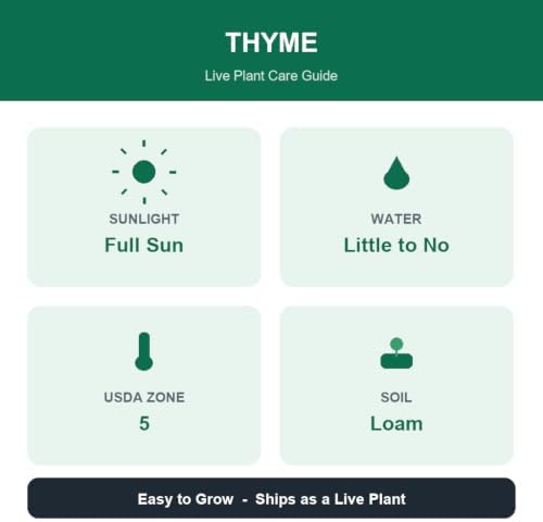 Set of 2 Thyme Lemon Live Plants, Aromatic Culinary Herb Ground Cover, USDA Zones 5 to 9, Full Sun