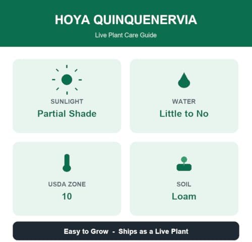 Hoya Quinquenervia Live Plant, Veined Leaf Wax Plant, Trailing Vine, USDA Zones 10 to 12, Partial Shade