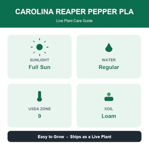 Set of 6 Carolina Reaper Pepper Live Plants, One of the Worlds Hottest Peppers, Edible, USDA Zones 9 to 11, Full Sun | One of the Worlds Hottest Peppers, Edible, USDA Zones 9 to 11, Full Sun