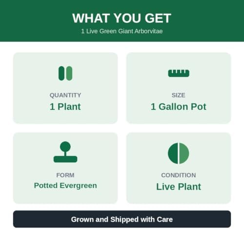 Green Giant Arborvitae Live Plant in 1 Gallon Pot, 18-24 in (Thuja) | Ships as a live plant 18-24 in tall in a trade-gallon pot. Fast privacy evergreen, deer resistant. Hardy USDA zones 3-8.