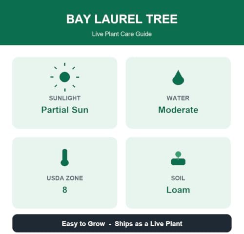 Set of 2 Mediterranean Sweet Bay Laurel Live Plants, 4-8 Inches | Culinary Evergreen Bay Leaf Herb Tree (Laurus Nobilis), USDA Zones 8 to 11, Full Sun to Partial Shade, No Pot