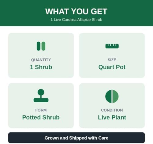 Carolina Allspice Sweetshrub Live Plant in Quart Pot, 6-18 in | Ships as a live plant in a quart pot, about 6-18 in tall. Fragrant dark-red blooms. Native shrub, hardy in USDA zones 5-9.