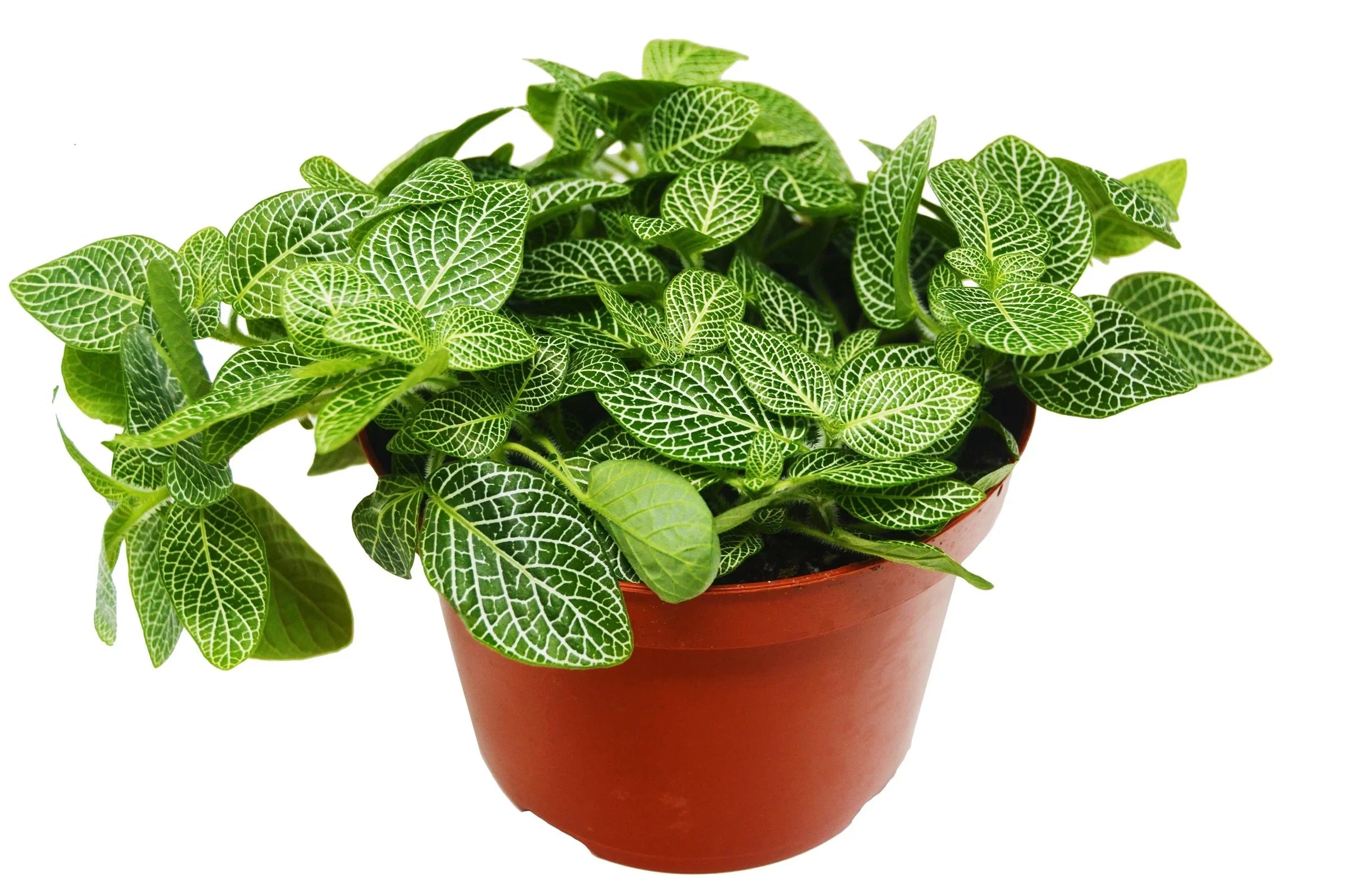 Fittonia 'White Nerve Plant' - photo 2