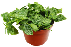 Fittonia 'White Nerve Plant' - photo 2