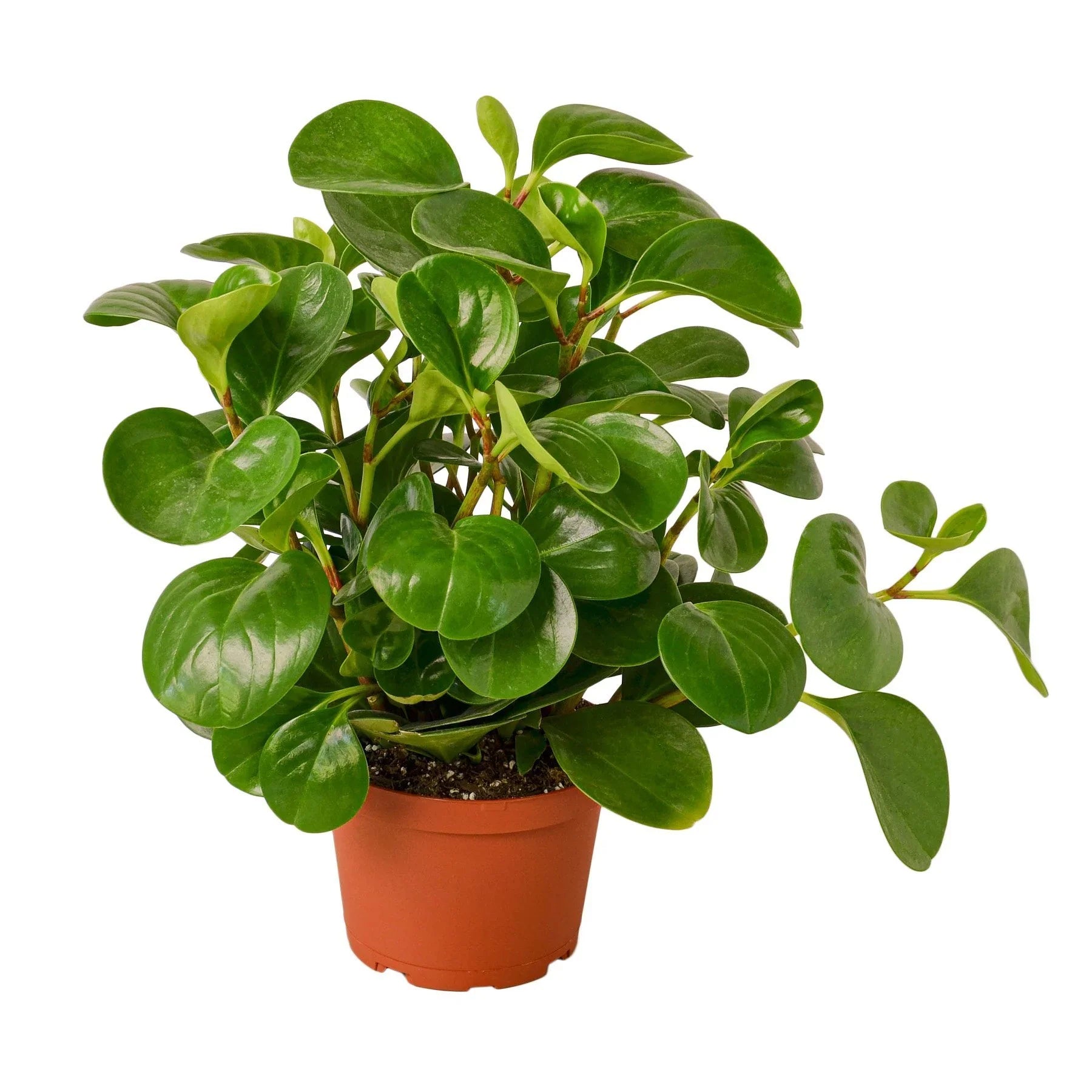 Peperomia Thailand - photo 4
