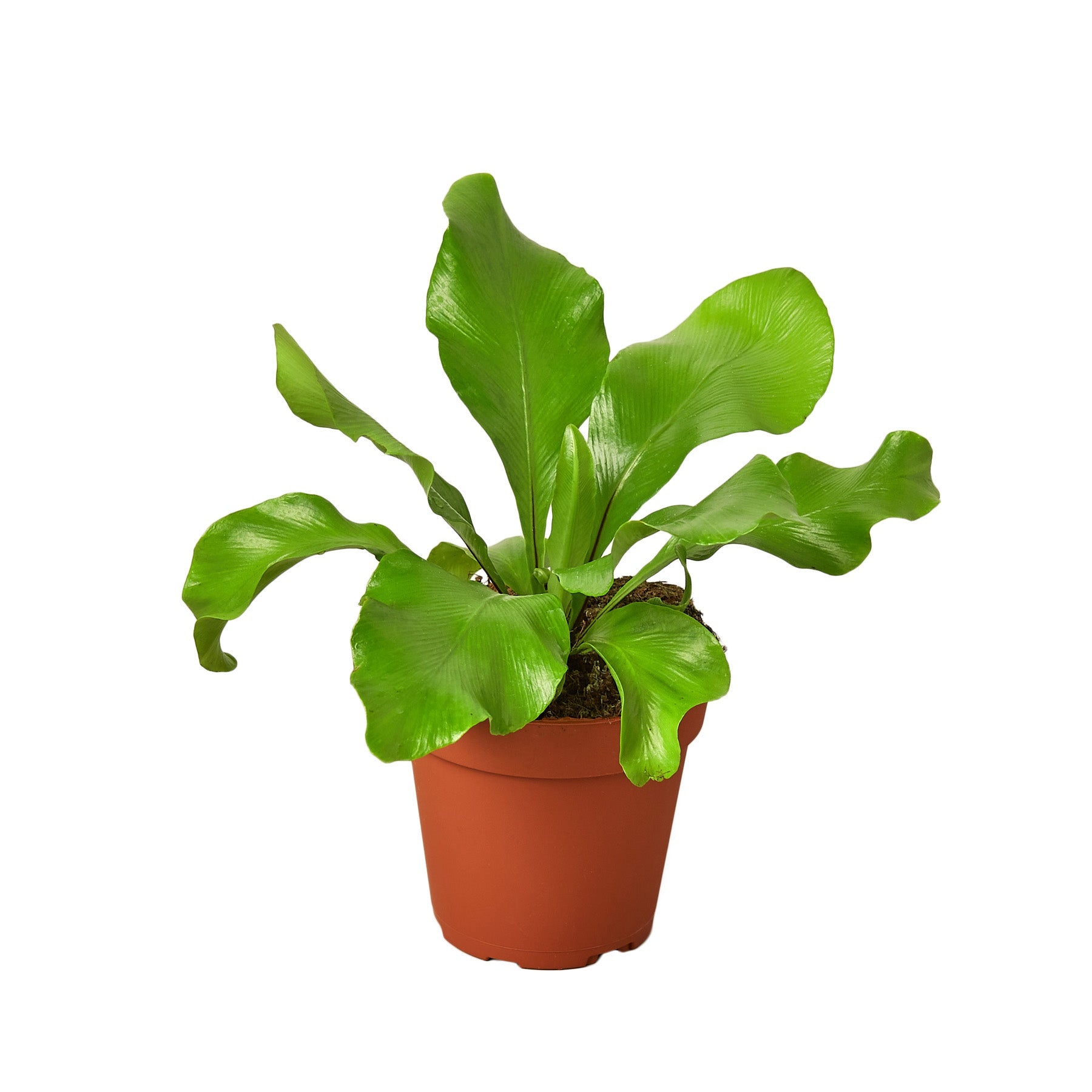 Bird's Nest 'Nidus' Fern - part of the Fern Collection