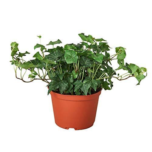 English Ivy Green California - photo 2