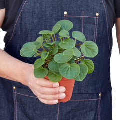 Peperomia 'Rana Verde' - photo 3