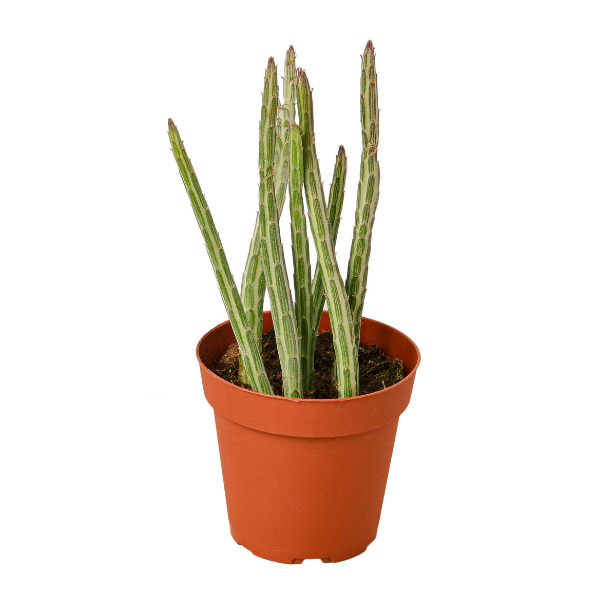 Senecio Stapeliiformis Pickle Plant live houseplant