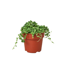 Succulent 'String of Pearls' live houseplant