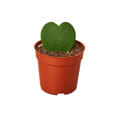 Hoya Sweetheart live houseplant