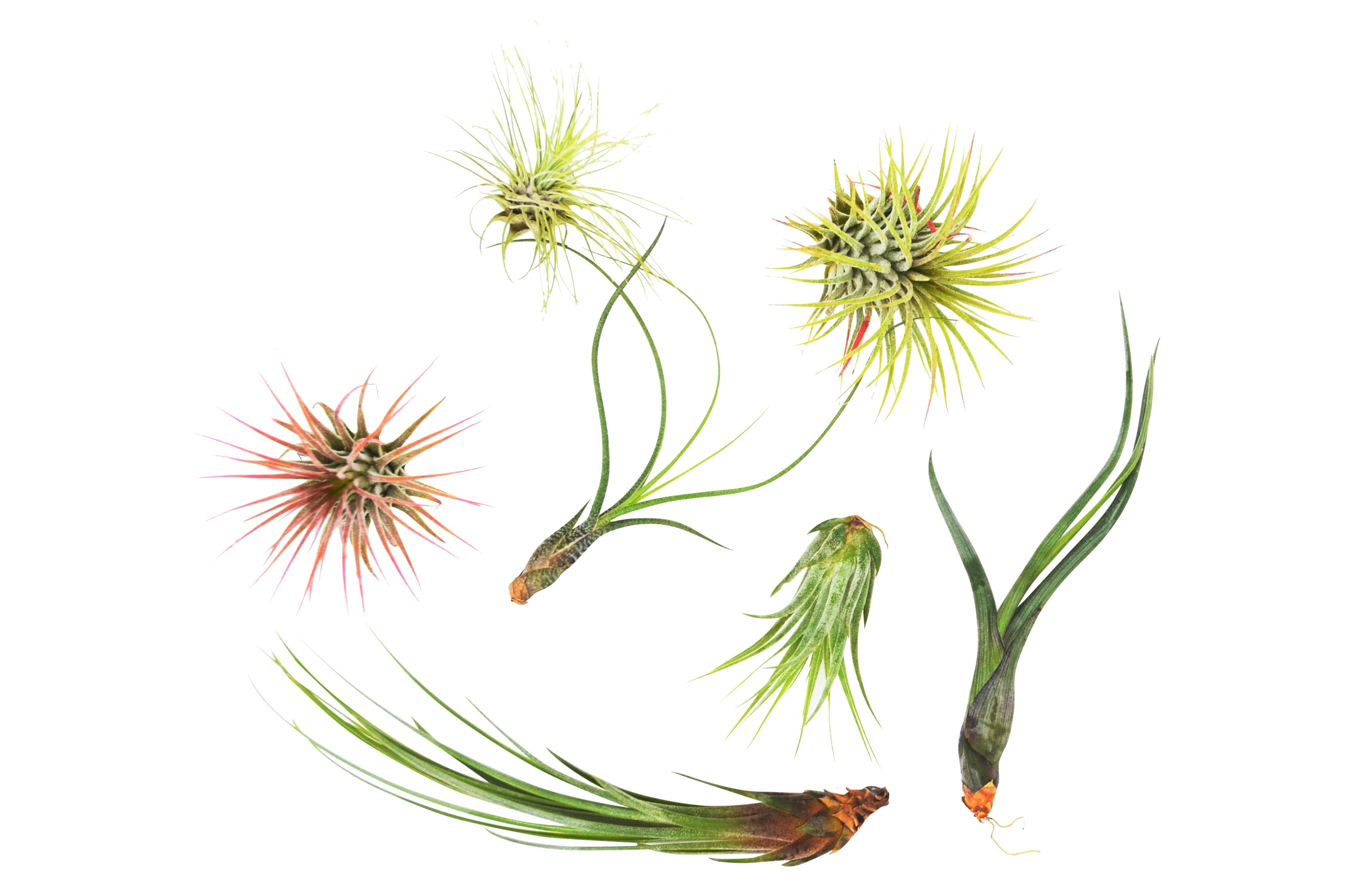 7 Air Plant Variety Pack - Tillandsias - photo 2