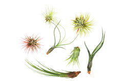 7 Air Plant Variety Pack - Tillandsias - photo 2