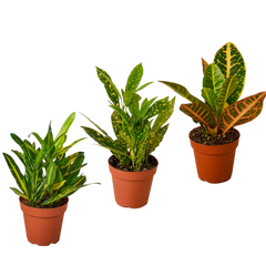 3 Croton Variety Pack live houseplant