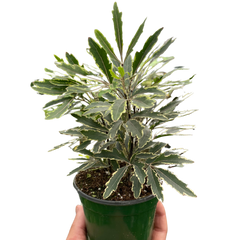 Aralia 'Bianca' live houseplant
